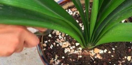 养了9年花草,才知道家家都有的“2种”废物,正确使用,养啥旺啥