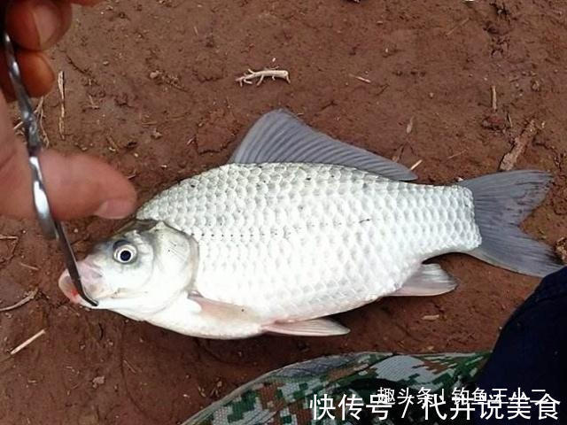 饵料|冬钓鲫鱼,牢记5个字,渔获猛增,老钓友都觉得666