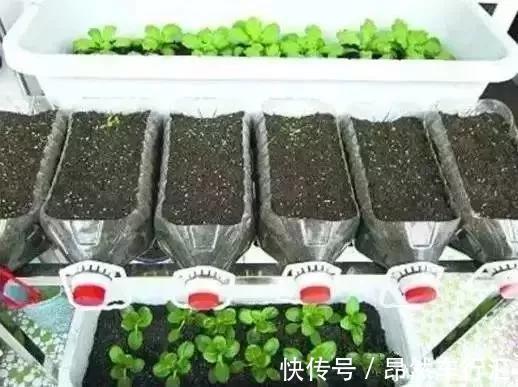 小菜园|养花技巧:一个油桶胜过两花盆,种菜养花好用又省钱!