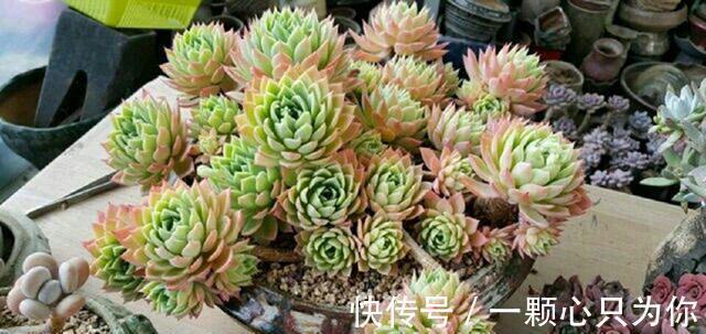 多肉三色堇怎么养,做好这三点,在阳台也能养得清丽动人美轮美奂