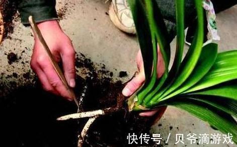君子兰如何养根,教你4点小技巧,轻松养出粗壮根,真值
