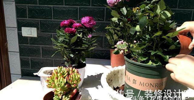 4款秋天栽培的花卉，大家都了解吗？秋天到了，赶紧在家里养几盆