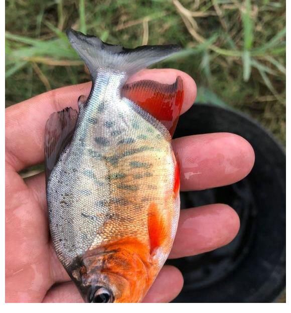 食人鱼？南京钓友夜钓收获两条“红腹怪鱼”，钓友：差点被咬出血