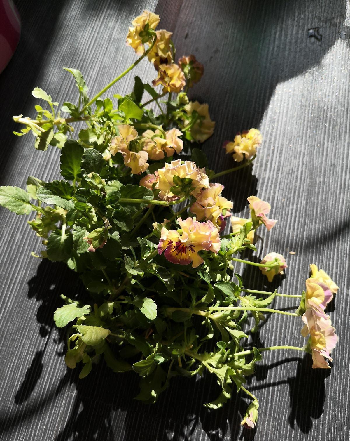 球菊球菊|花朵中的“爆花机器”,初秋正是生长旺季,越“掐”花越多