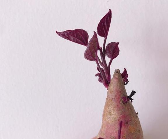 红薯水培教程来了,能看又能吃,惊喜源于生活