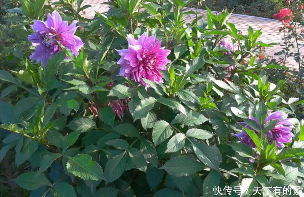 3月栽种大丽花,植株长得旺盛,夏天开满大花团