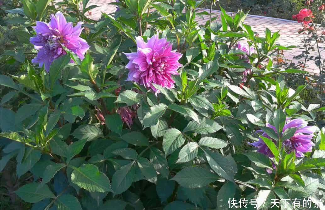 3月栽种大丽花，植株长得旺盛，夏天开满大花团