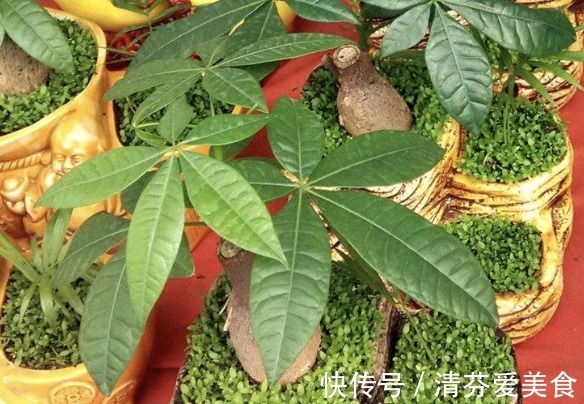 植物|家里常备这3种水溶液,养绿萝吊兰、发财树,个个枝繁叶茂根壮