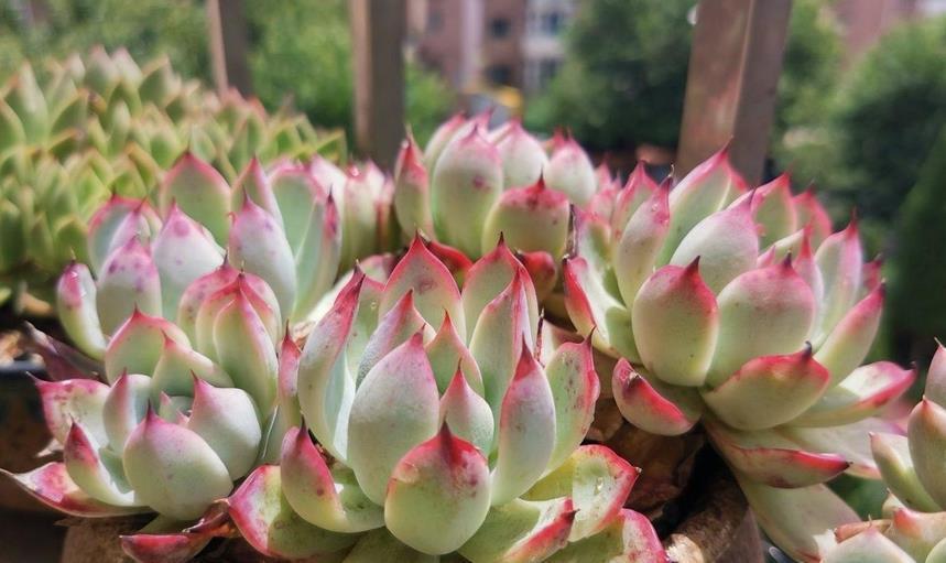 8月养多肉植物 日常盆栽多注意这3点 茎叶不受牵连 唰唰掉 粉紫色 8月养多肉植物 日常盆栽多注意这3点 茎叶不受牵连 唰唰掉 粉紫色