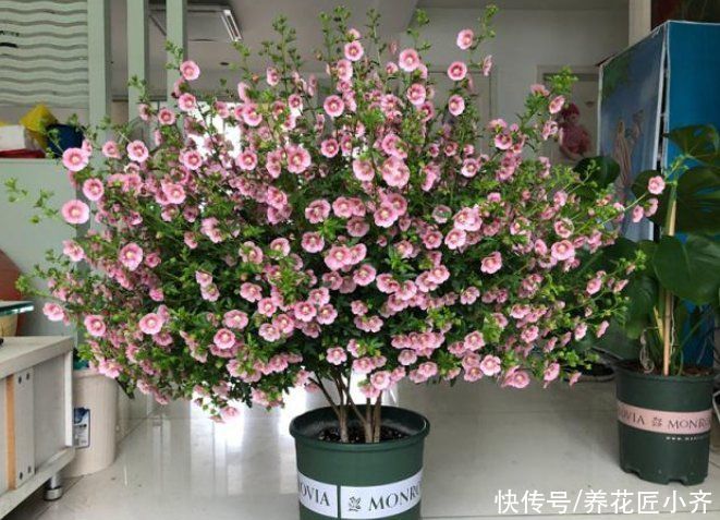 通风度|5种可以四季开花的植物，开花很美，花量很大，单朵花却只开一天