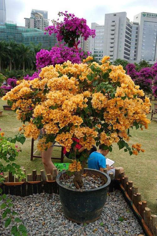 三角梅开败了？狠狠心，用3个“高招”，挤满新枝芽，又爆二茬花