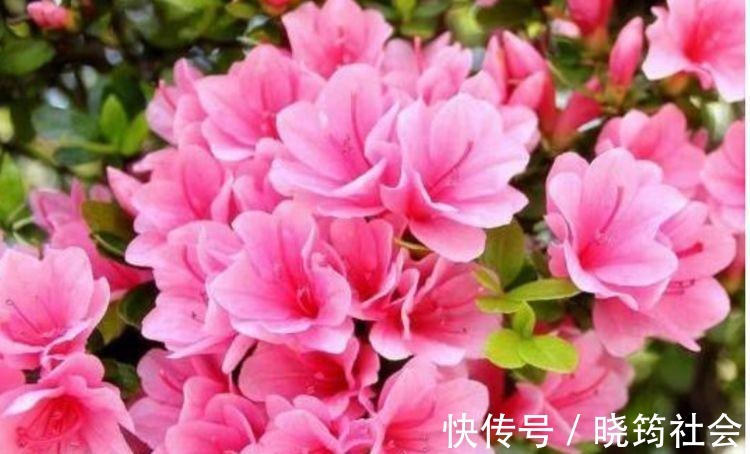 百合花|4种花深受花友的喜欢,开花爆盆很简单,美不胜收,你养了吗