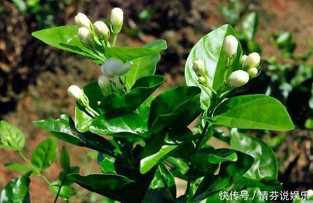 栀子花|到了这个月份,栀子花“修剪”提上日程,明年开花就靠这几刀