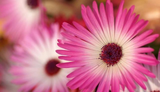 通风|想要养好花,只要知道这7件事