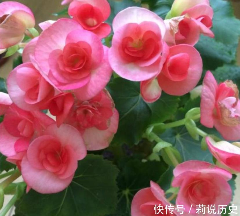 4种花很耐养,沾土就能活,招财又开运,你养了吗?