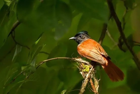 等我们老了,找个院子,清晨养花,傍晚喝茶。