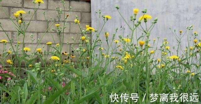 野菜|农村这种“野菜”，切记不要“连根拔”，只摘叶子吃就好