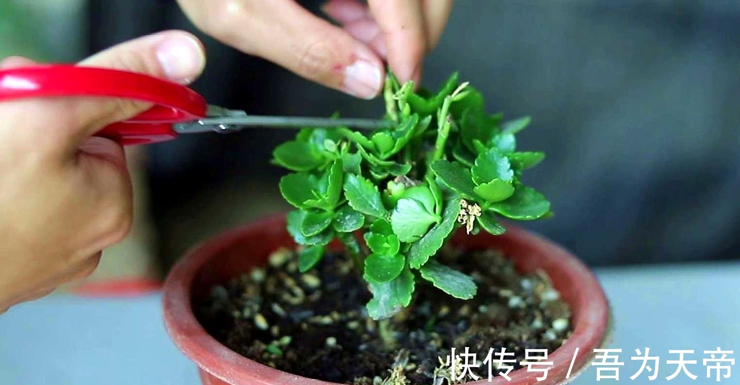 花盆|长寿花有“4喜3怕”,避开小坑,快速开花一大片,太省心了