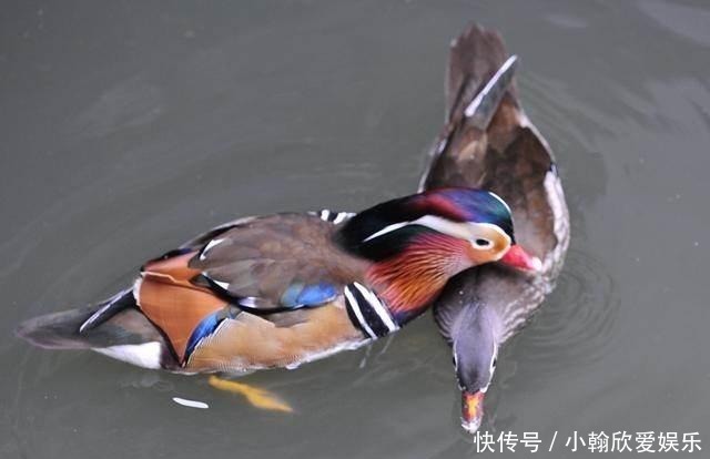 年少不懂张爱玲, 读懂已是不惑年