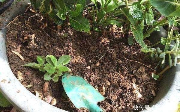 土质|最不适合养花的几种土壤,千万不要用,否则黄叶烂根养不活!