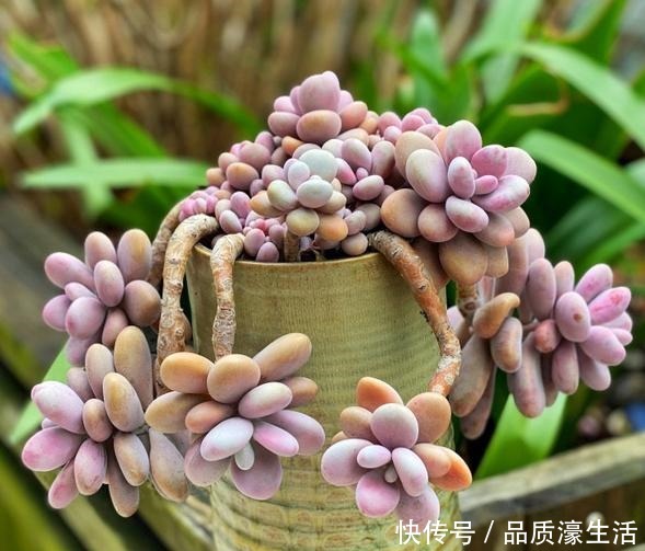 一棵桃蛋能否逆袭，往往看花友否无把握好这6点！