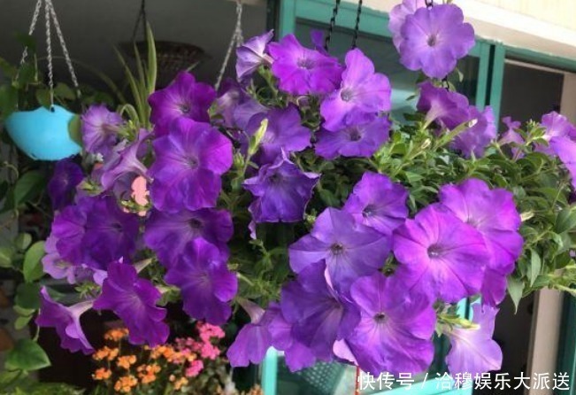 放在客厅比较有档次的几种花，一旦事业顺利，会越来越发！