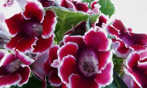 这3种花不仅花期长，而且叶片往盆里一插就能活！