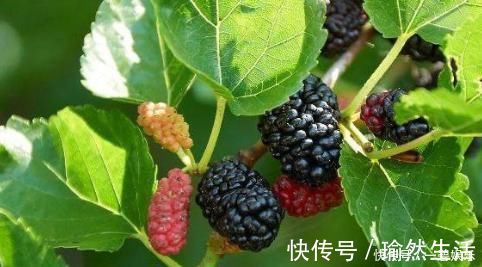 木瓜|女人“例假”走后，多吃3种碱性食物，还能唤醒人生第二春！