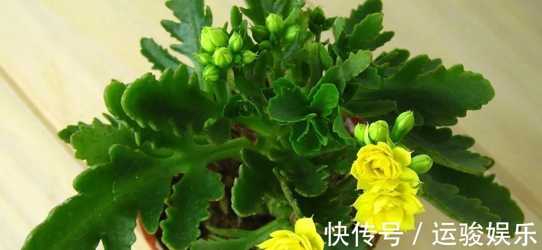 花朵|长寿花的花朵凋谢之后要怎么处理,来年才更好开花呢