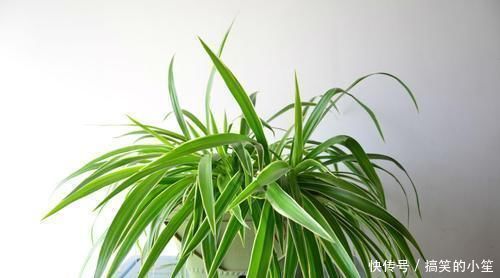 室内采光不够，养花就挑耐阴花，呼呼爆盆