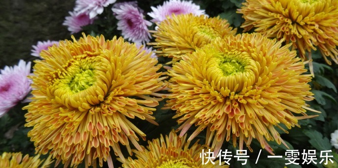 名菊|喜欢菊花,不如养盆“珍品名菊”蜡菊,花型大气,素雅耐看!