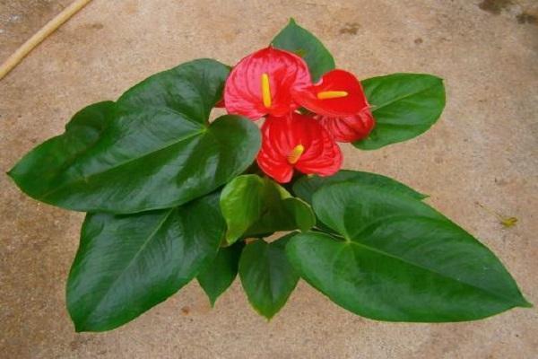 红掌怎么养才能开花 ,注意几点能让红掌常年花色鲜艳