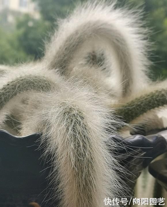 一盆猴尾柱，价值880，很多人不相信，买的人很多，植物也值钱