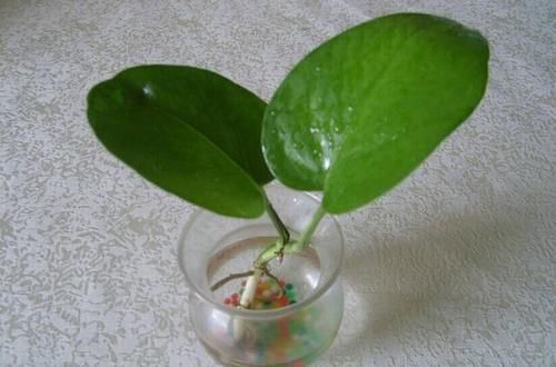  土壤|扦插绿萝，这种枝条最靠谱，生根快，长得旺，迅速长满盆