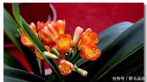 爱喝油的君子兰,一年喝半斤,叶子厚实不黄叶,花开“一茬”接“一茬”