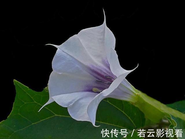 神秘的曼陀罗花,原来在农村随处可见,且有很多作用,见到别乱采