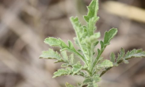 河边生的“野草”，人称“臭蒿”，叶子很像萝卜叶，功能用途多