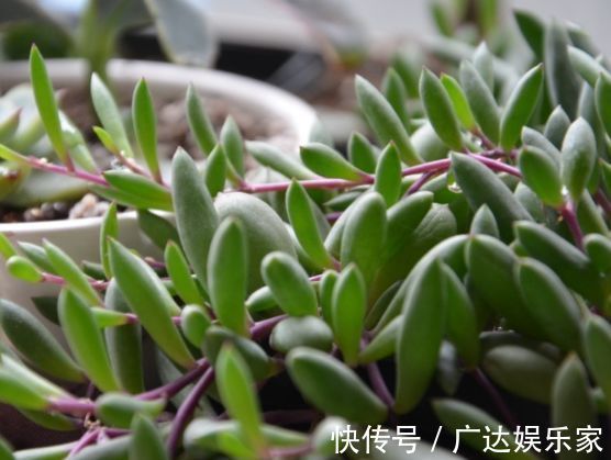 养花|“高端品花”宠爱小姐,金蕊红衣,妖娆秀丽,堪称养花必备