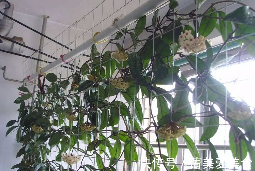 植株|没有院子,受限于盆栽就养情人球兰,照顾到3点,花期长、香味浓