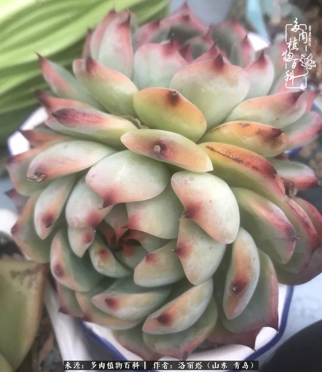 我和我的“多肉恋人”，怎么样有没有惊艳到你！