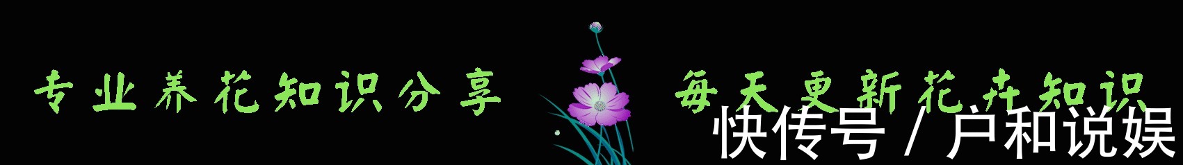 新手养长寿花,做好3个小技巧,花苞猛长不停,养一盆爆一盆