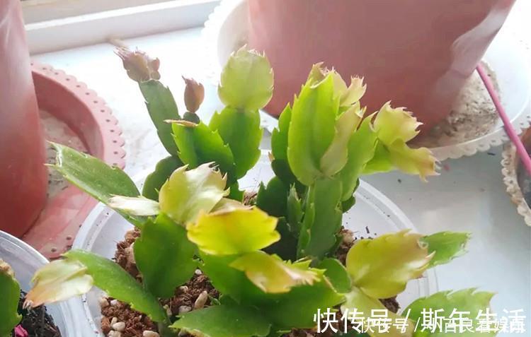 蟹爪兰|蟹爪兰叶子“打焉”，用这个“小方法”，叶片肥厚，长势更旺