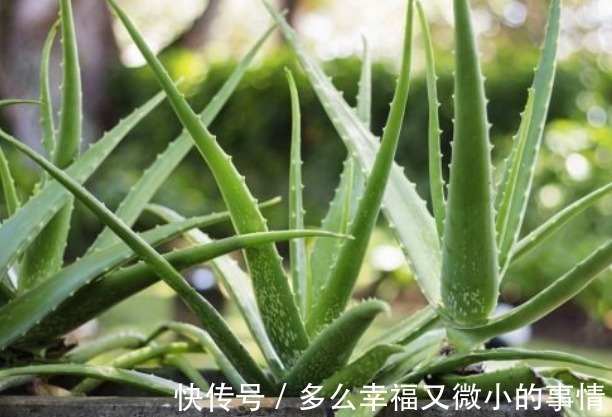 聪明的人|“细菌”的克星找到了,在室内养这4种花,空气清新少生病!