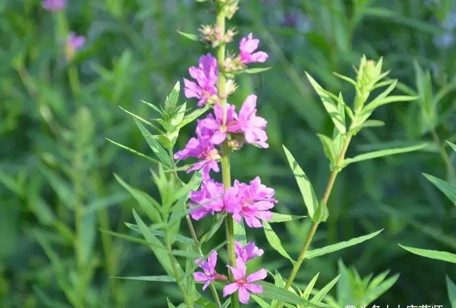 良方|一种十分浪漫的草药，4大入药良方，清除身体4种病症！值得珍惜！