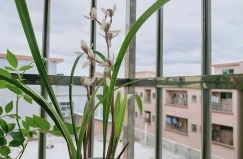 客厅养花，这6种“香香花”，花香浓郁，养在客厅衣服都带香味