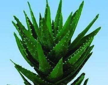 空气|这三种绿植,不仅能净化空气,还具有观赏价值,最适合放在家里养