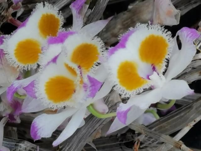 还魂草|“仙斛兰韵”的石斛花