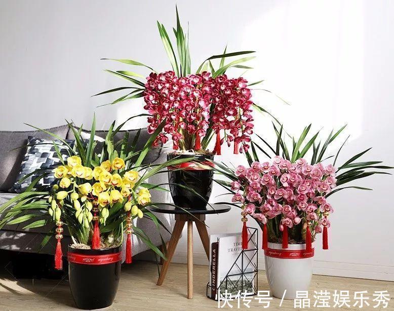 仙客来|2021“很火”的4种年宵花,各个优美不凡,好养、耐看、寓意好