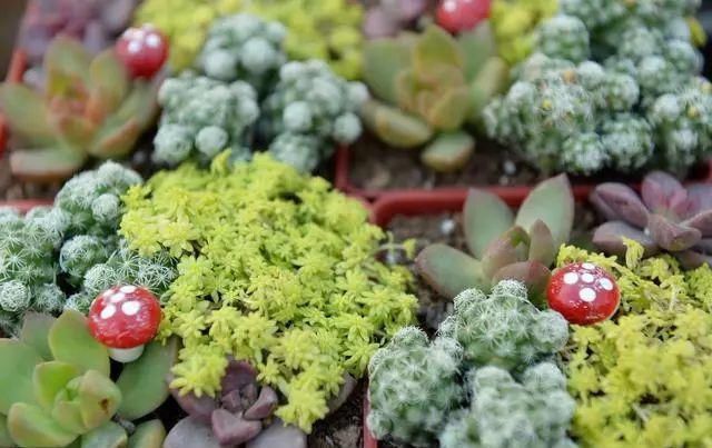 花盆|家庭养花的知识与技巧,你掌握了吗?