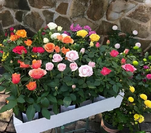 马上五一，建议家里有条件的，种上这三种花，一年四季爆不停！